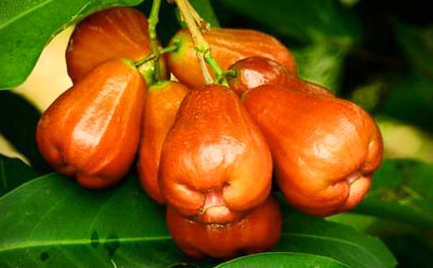 ɏF