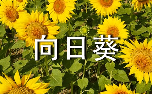 տ꼉